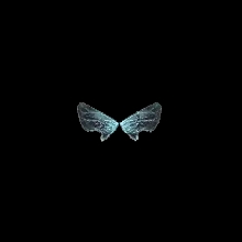 Wings of Elf